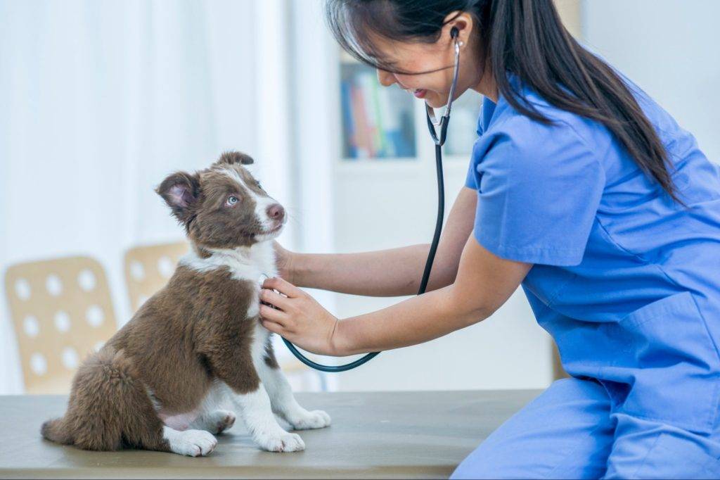 veterinary care dowingtown